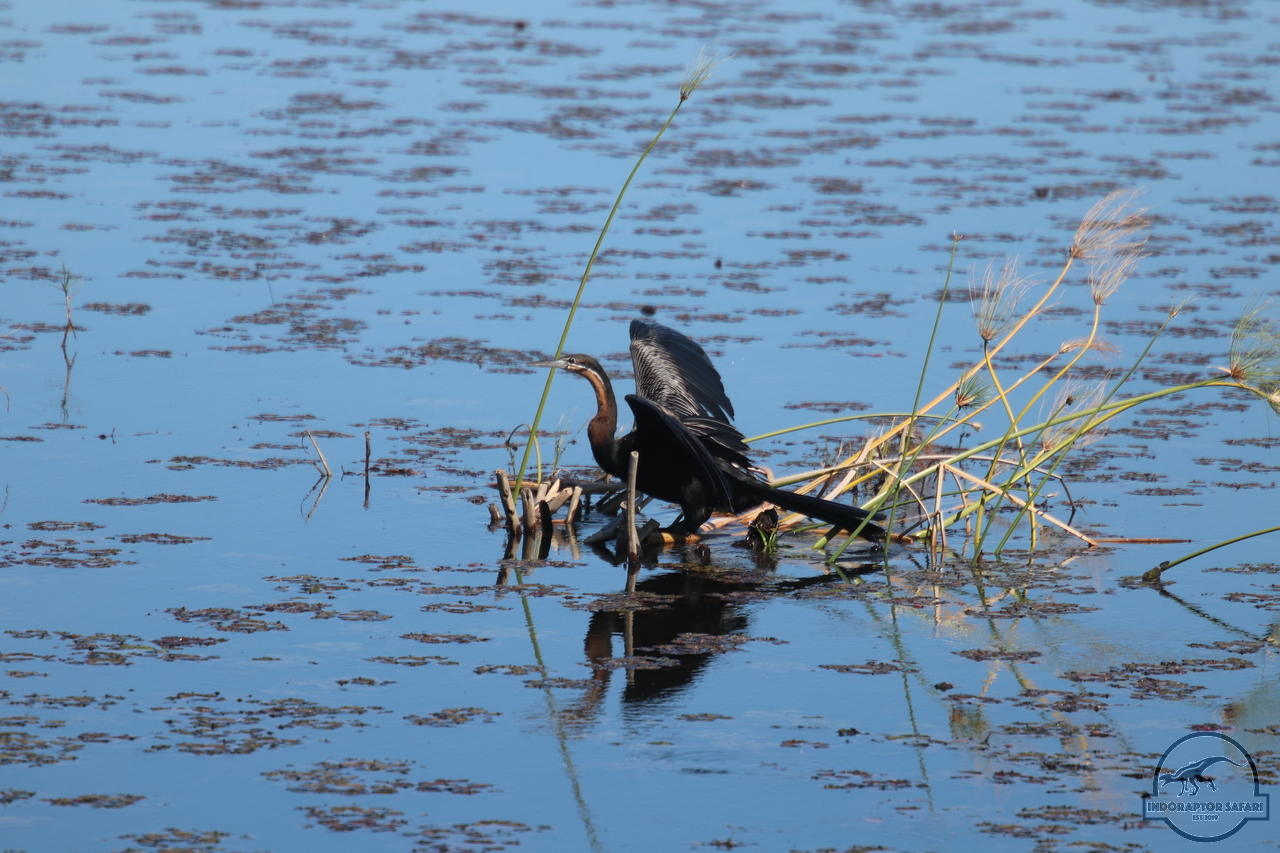 [294] 2019_06_21_12_23_45_Africa_Canon_EOS_77D_IMG_0674_00017.jpg