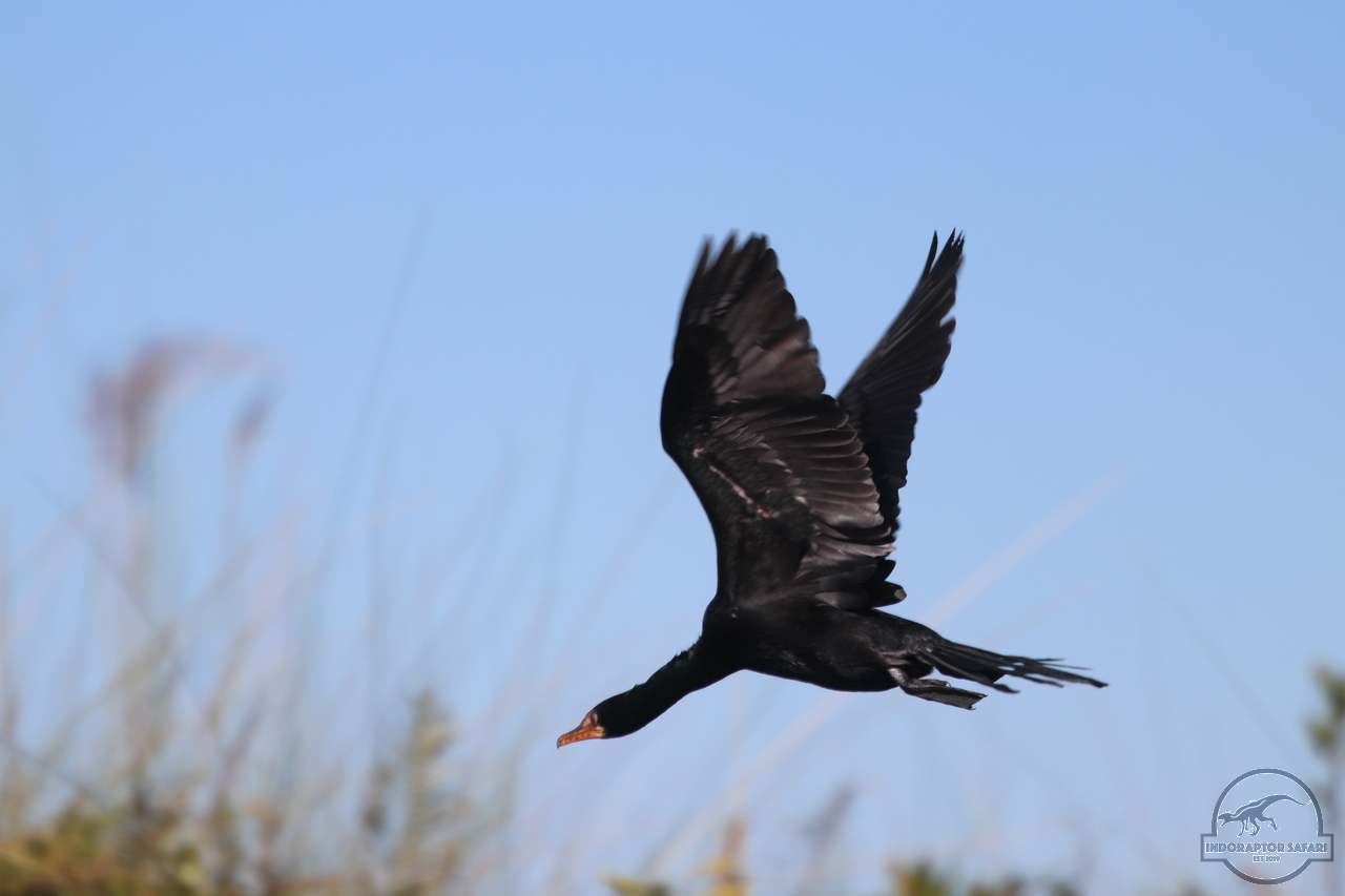 [300] 2019_06_21_14_55_28_Africa_Canon_EOS_77D_IMG_0749_00019.jpg