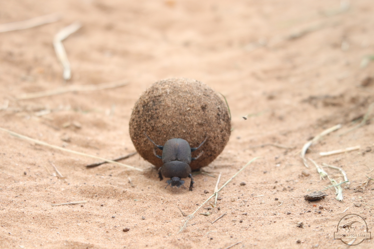 [304] 2019_07_01_15_31_07_Africa_Canon_EOS_77D_IMG_2890_00112.jpg