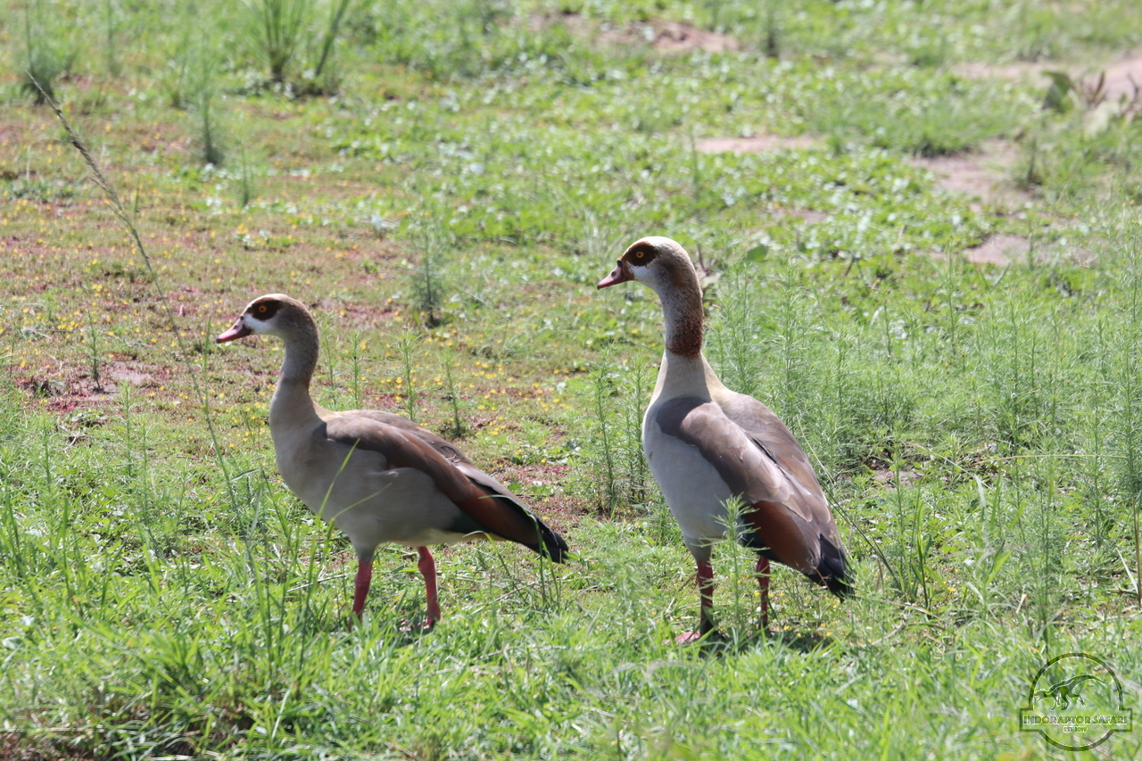 [312] 2019_07_01_11_44_30_Africa_Canon_EOS_77D_IMG_2699_00023.jpg