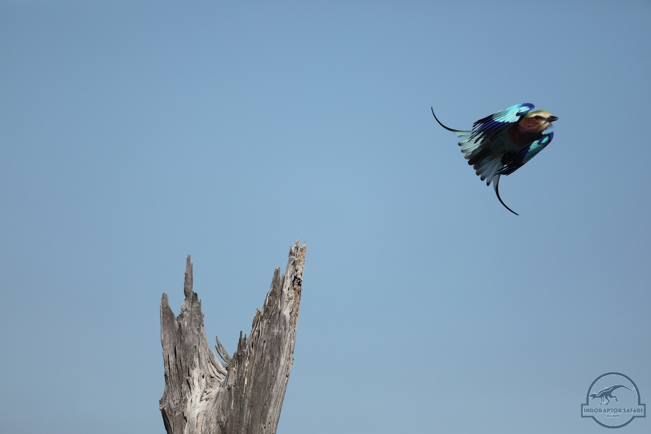 [339] 2019_06_20_14_52_56_Africa_Canon_EOS_5D_Mark_IV_IMG_0001125_00032.jpg