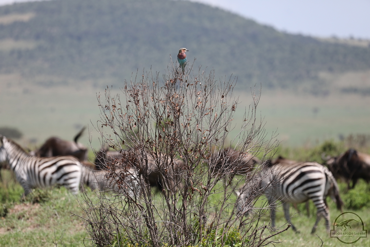 [345] 2019_07_03_15_53_53_Africa_Canon_EOS_5D_Mark_IV_IMG_0013871_00033.jpg