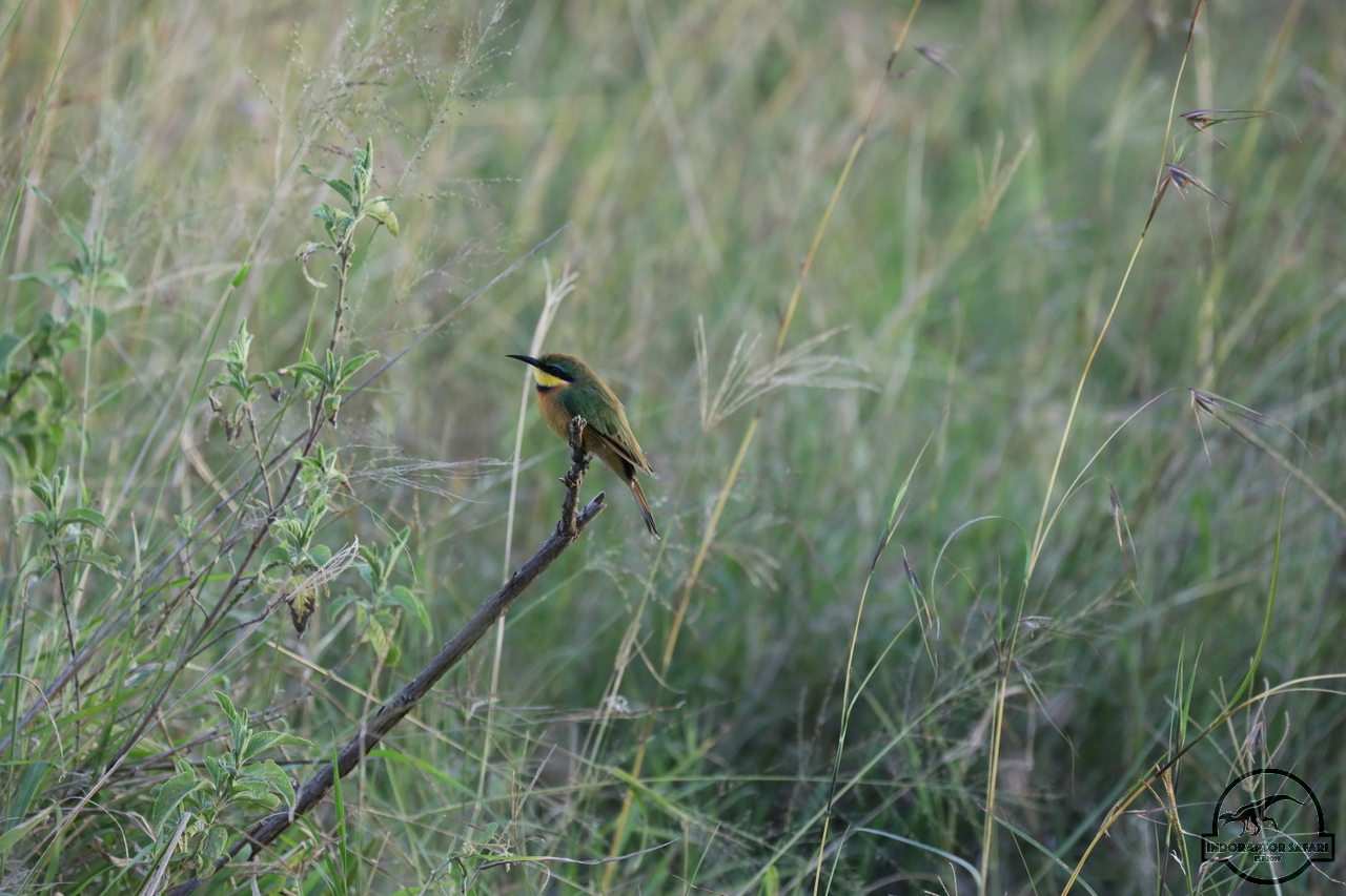 [351] 2019_07_03_22_08_23_Africa_Canon_EOS_5D_Mark_IV_IMG_0014772_00036.jpg