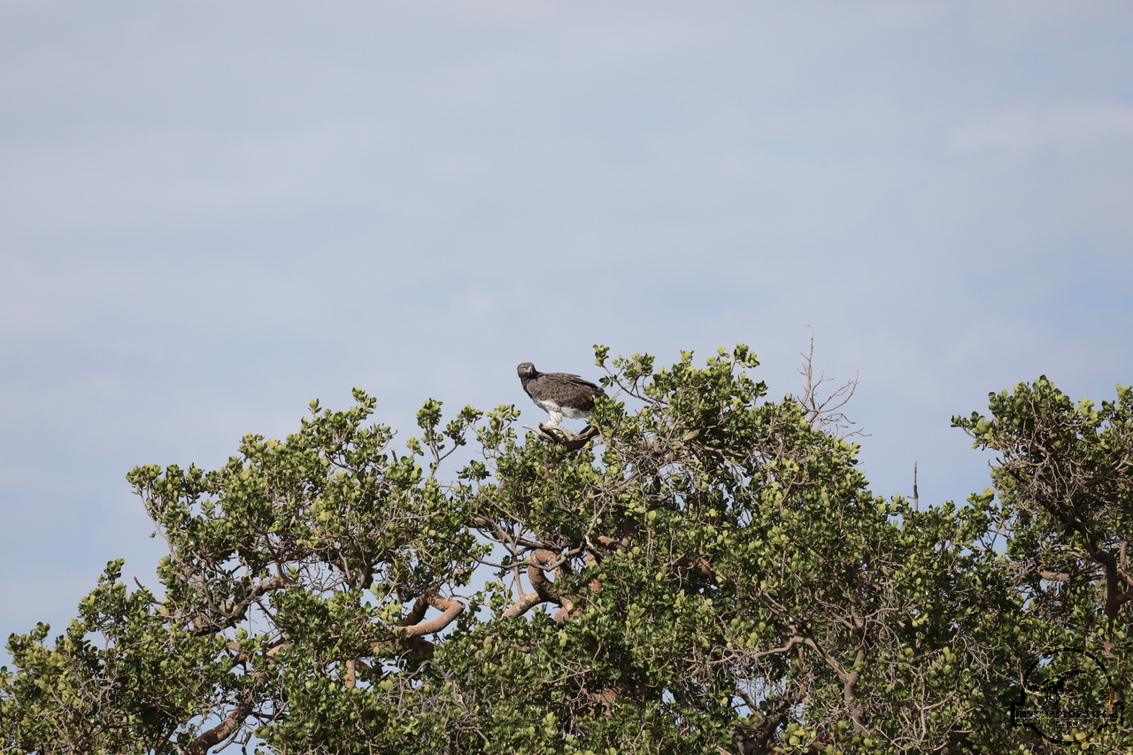 [363] 2019_07_02_13_11_13_Africa_Canon_EOS_5D_Mark_IV_IMG_0011710_00039.jpg