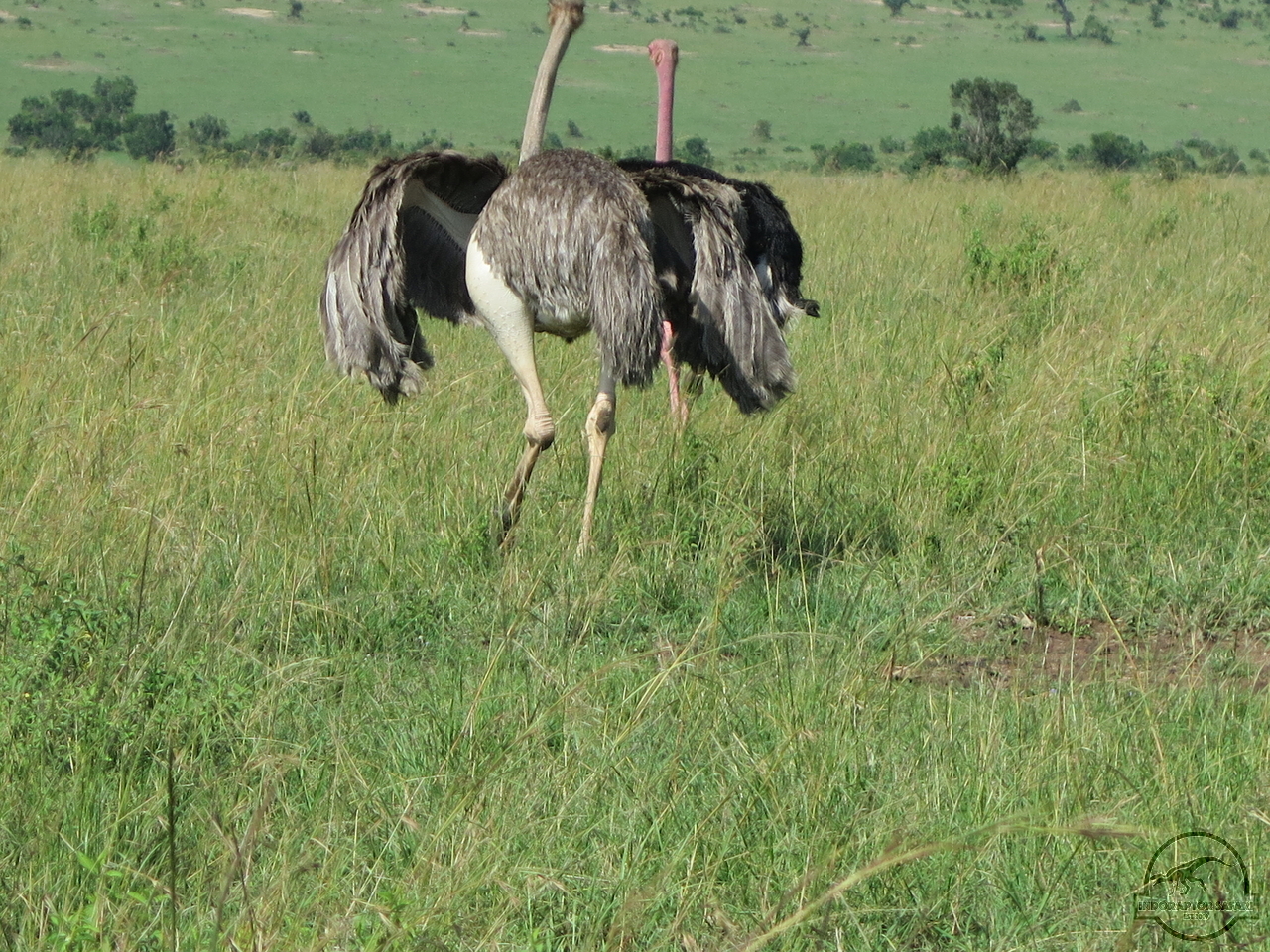[367] 2019_06_29_03_47_20_Africa_Canon_PowerShot_G16_IMG_0029_00133.jpg