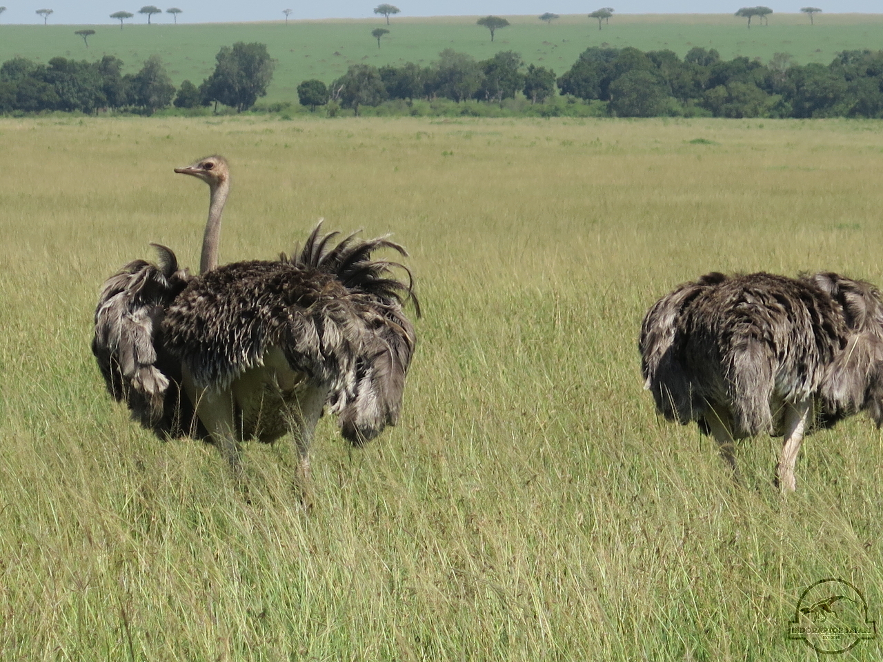 [368] 2019_07_01_04_29_30_Africa_Canon_PowerShot_G16_IMG_0218_00002.jpg