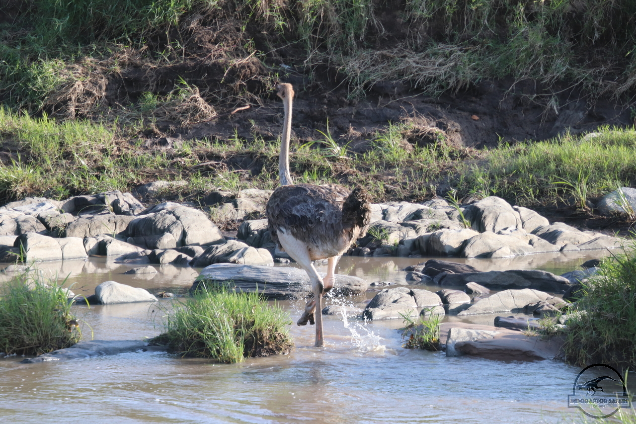 [371] 2019_07_01_06_56_46_Africa_Canon_EOS_77D_IMG_2421_00003.jpg