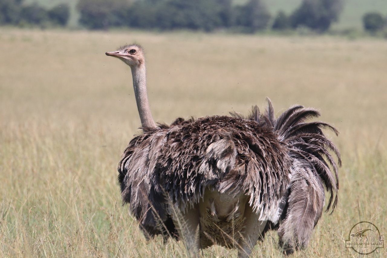 [375] 2019_07_01_10_17_20_Africa_Canon_EOS_77D_IMG_2586_00044.jpg