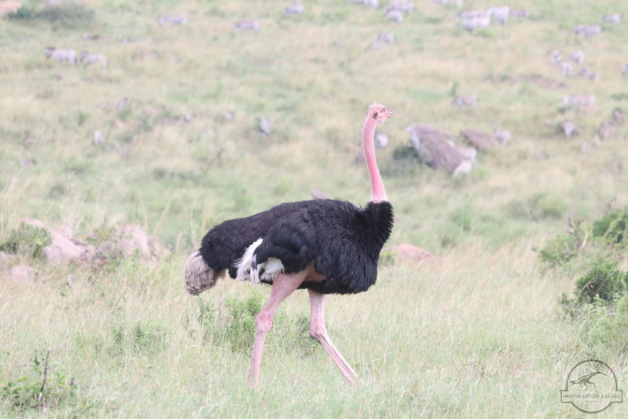 [379] 2019_07_01_15_21_51_Africa_Canon_EOS_77D_IMG_2870_00137.jpg