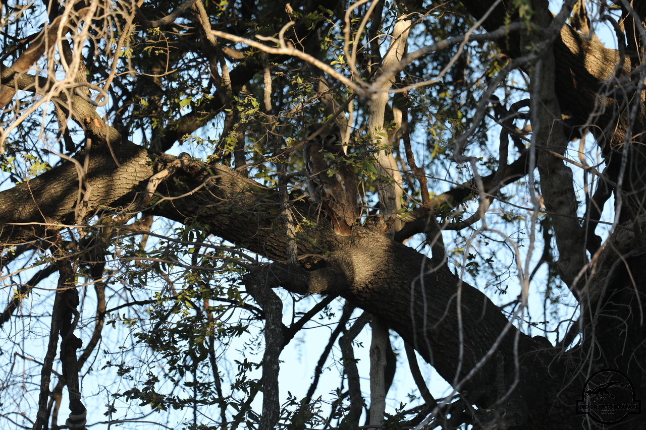 [380] 2019_06_22_12_37_40_Africa_Canon_EOS_5D_Mark_IV_IMG_0002485_00001.jpg