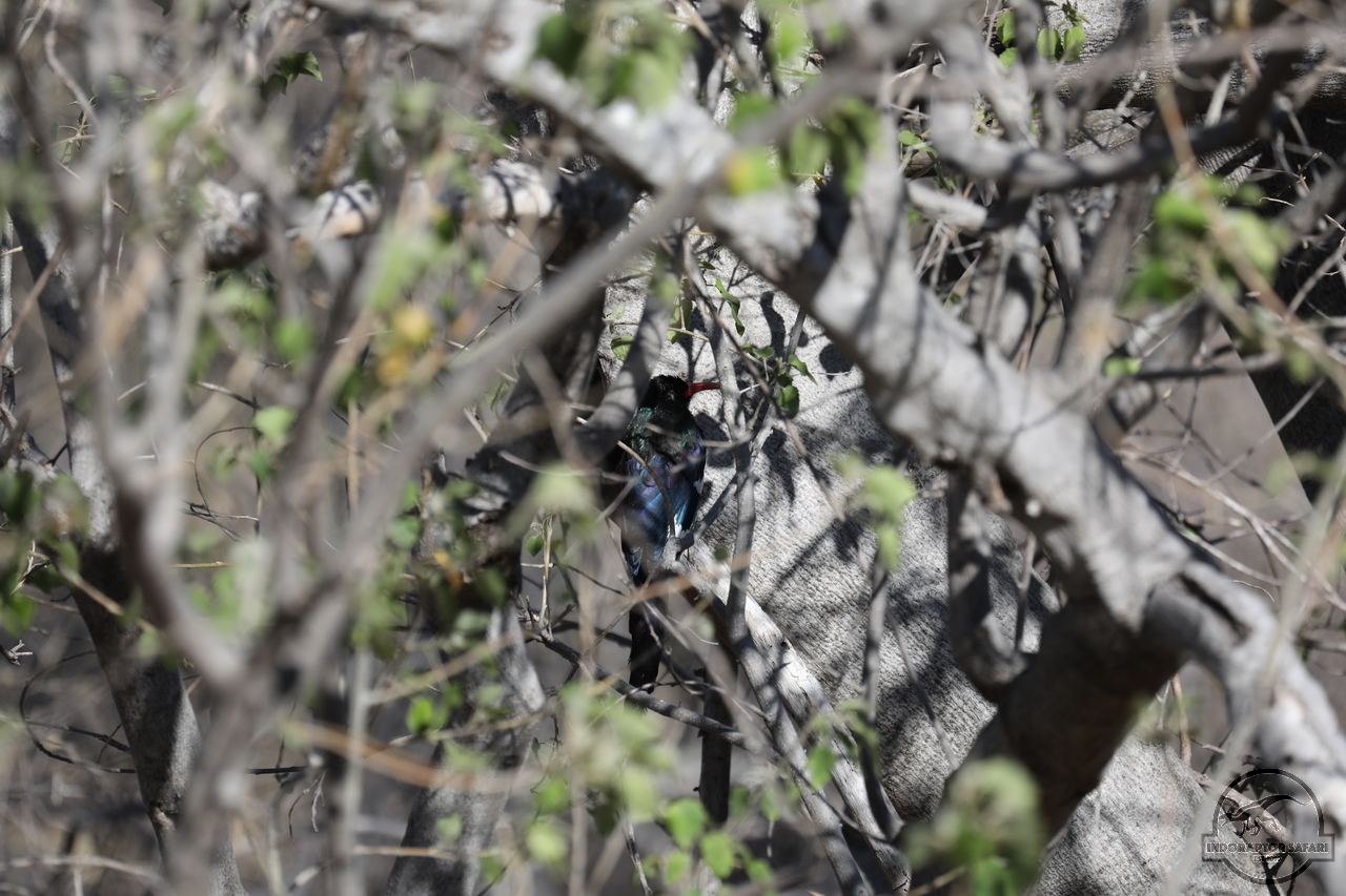 [391] 2019_06_21_14_08_02_Africa_Canon_EOS_5D_Mark_IV_IMG_0003726_00141.jpg