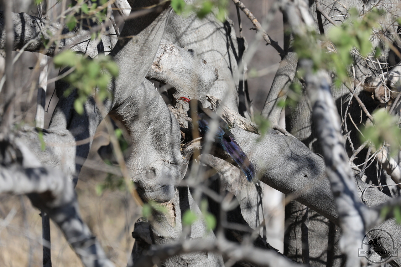 [393] 2019_06_21_14_09_49_Africa_Canon_EOS_5D_Mark_IV_IMG_0003734_00050.jpg
