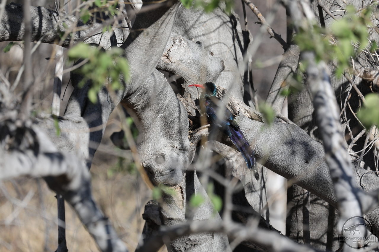 [397] 2019_06_21_14_09_56_Africa_Canon_EOS_5D_Mark_IV_IMG_0003737_00143.jpg