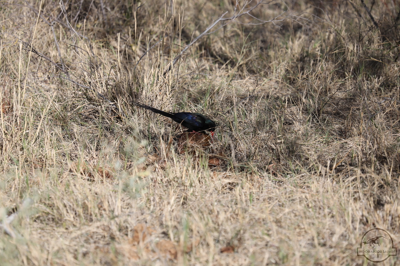 [398] 2019_06_21_14_10_13_Africa_Canon_EOS_5D_Mark_IV_IMG_0003738_00004.jpg