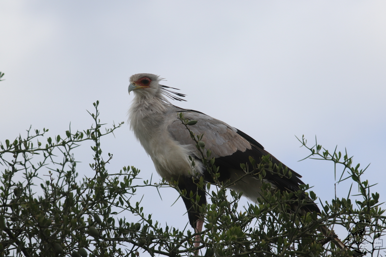 [402] 2019_07_04_08_21_01_Africa_Canon_EOS_77D_IMG_3973_00053.jpg