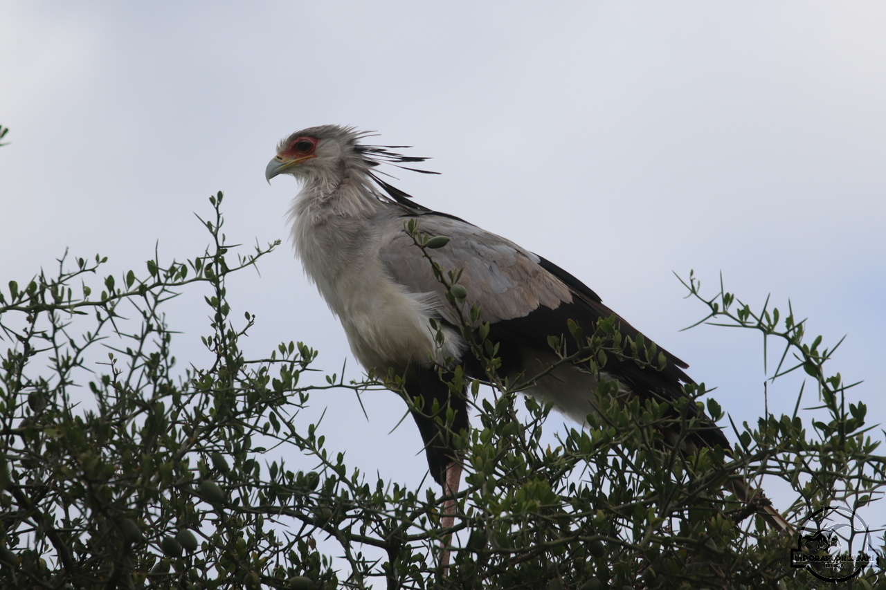 [405] 2019_07_04_08_21_09_Africa_Canon_EOS_77D_IMG_3975_00054.jpg