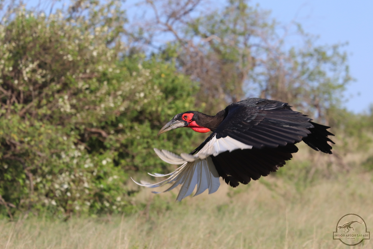 [409] 2019_07_03_07_06_45_Africa_Canon_EOS_77D_IMG_3247_00148.jpg