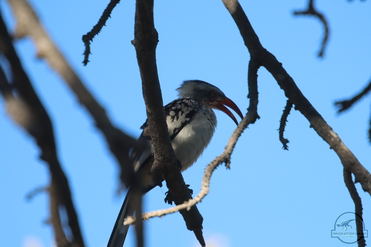 [416] 2019_06_22_16_34_31_Africa_Canon_EOS_77D_IMG_1000_00002.jpg