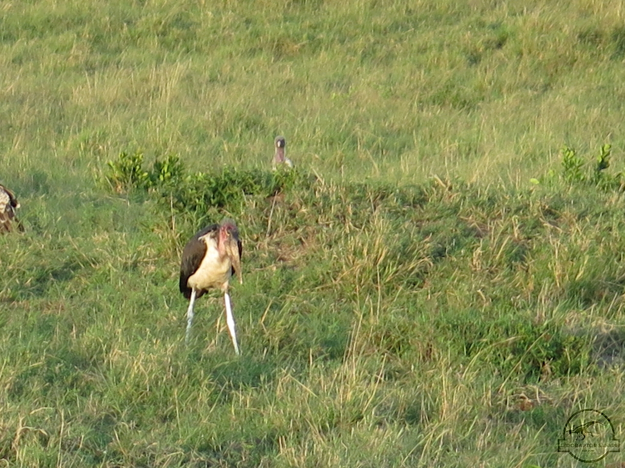 [422] 2019_07_01_00_25_12_Africa_Canon_PowerShot_G16_IMG_0041_00001.jpg