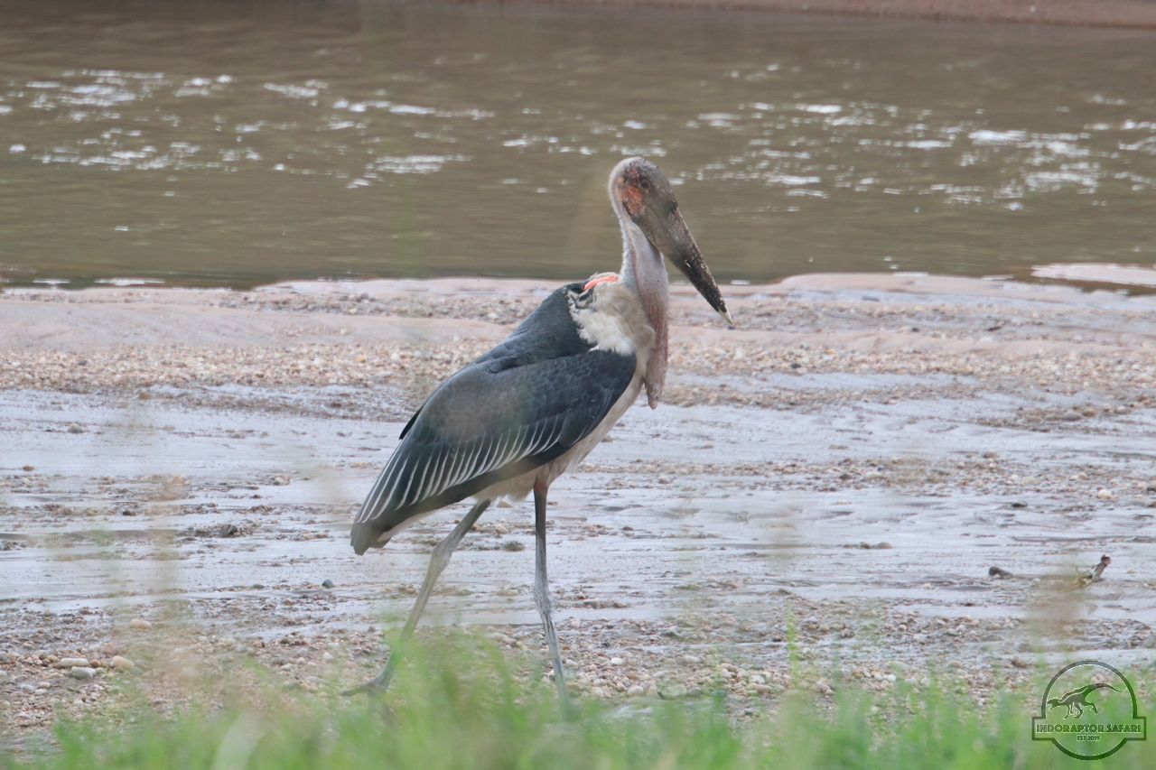 [426] 2019_07_01_15_27_43_Africa_Canon_EOS_77D_IMG_2885_00061.jpg