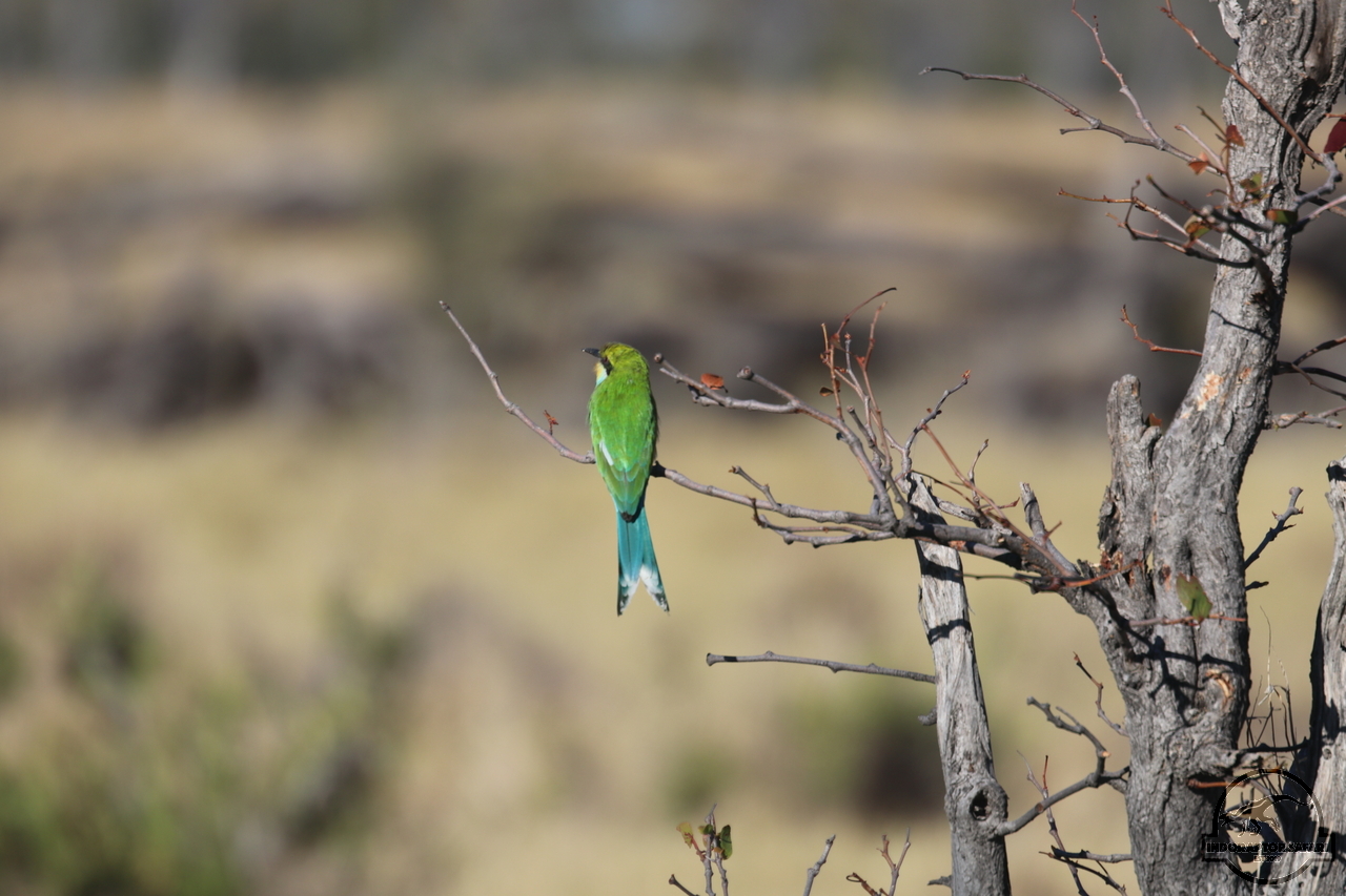 [429] 2019_06_21_16_07_00_Africa_Canon_EOS_77D_IMG_0757_00062.jpg