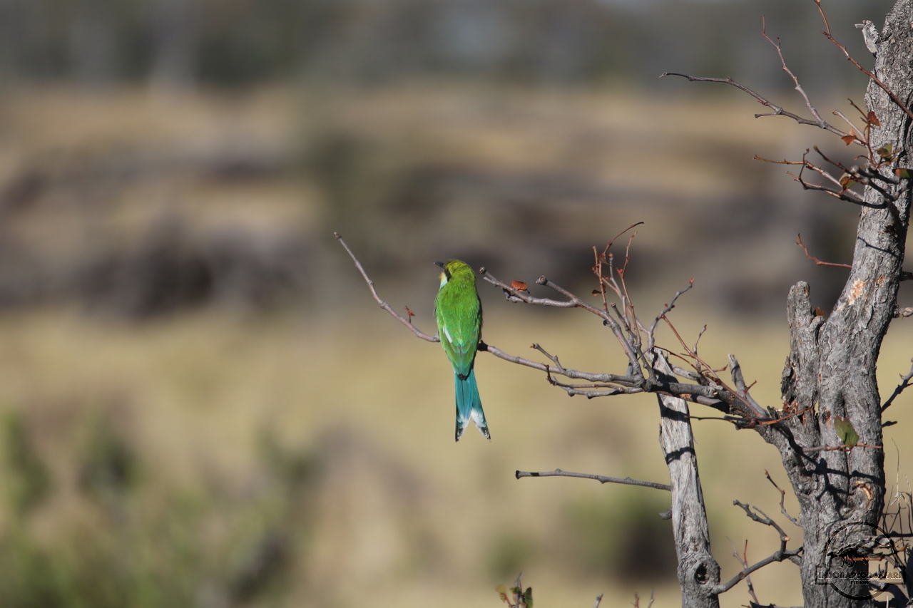 [431] 2019_06_21_16_07_01_Africa_Canon_EOS_77D_IMG_0758_00002.jpg