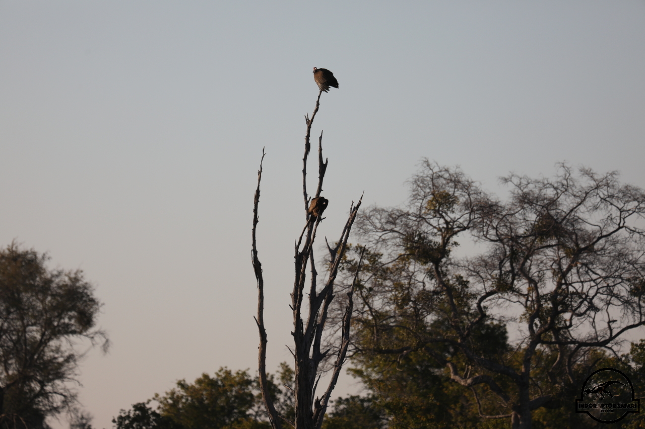 [437] 2019_06_20_12_42_05_Africa_Canon_EOS_5D_Mark_IV_IMG_0000810_00002.jpg