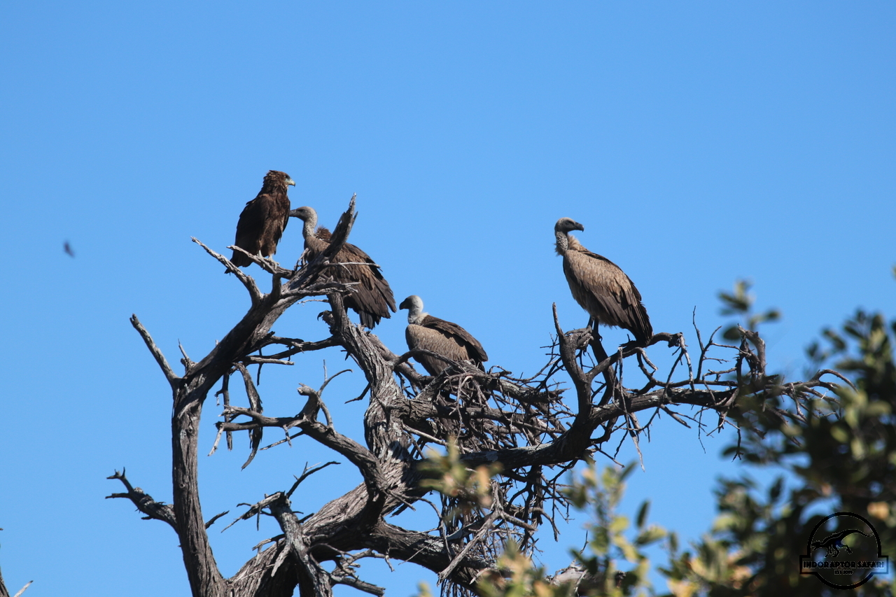 [444] 2019_06_22_11_23_47_Africa_Canon_EOS_77D_IMG_0911_00072.jpg