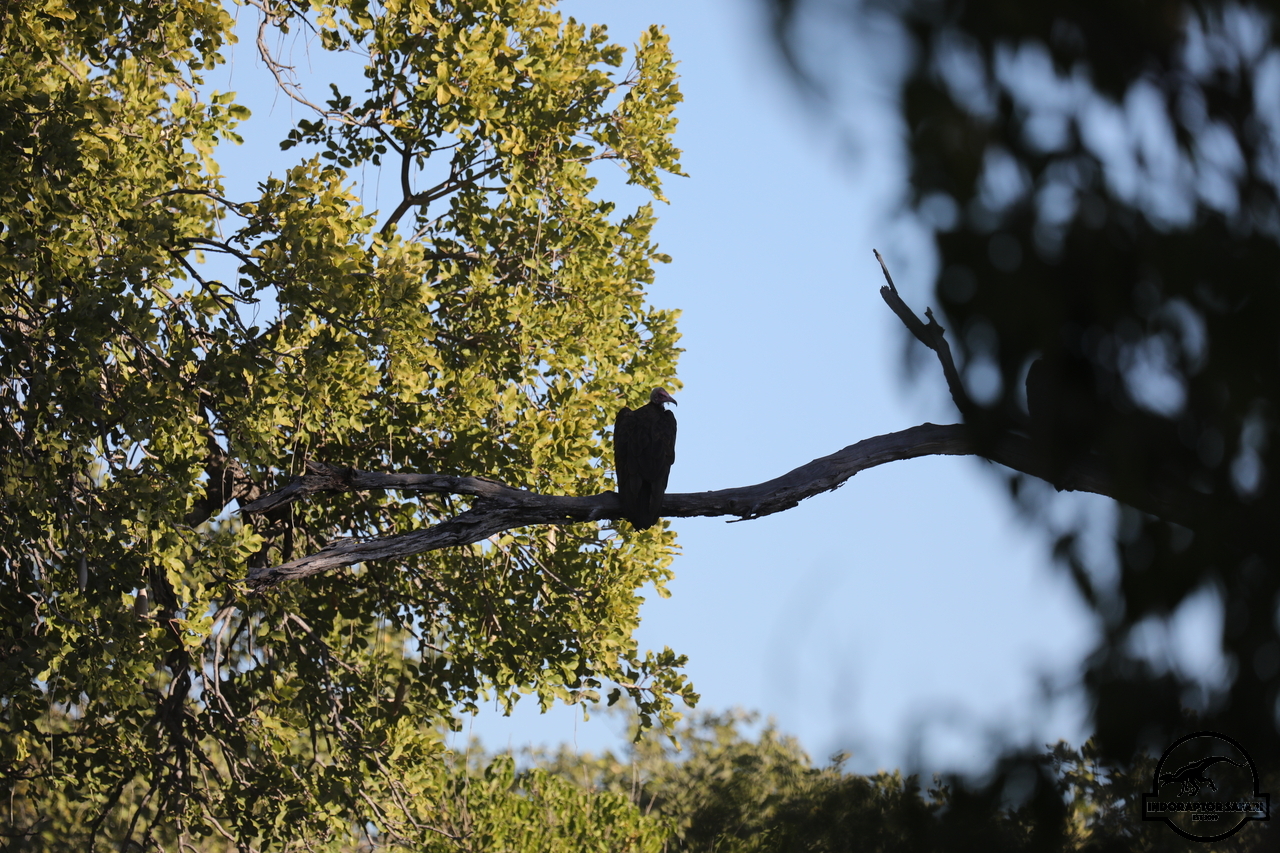 [450] 2019_06_22_21_47_57_Africa_Canon_EOS_5D_Mark_IV_IMG_0003399_00066.jpg