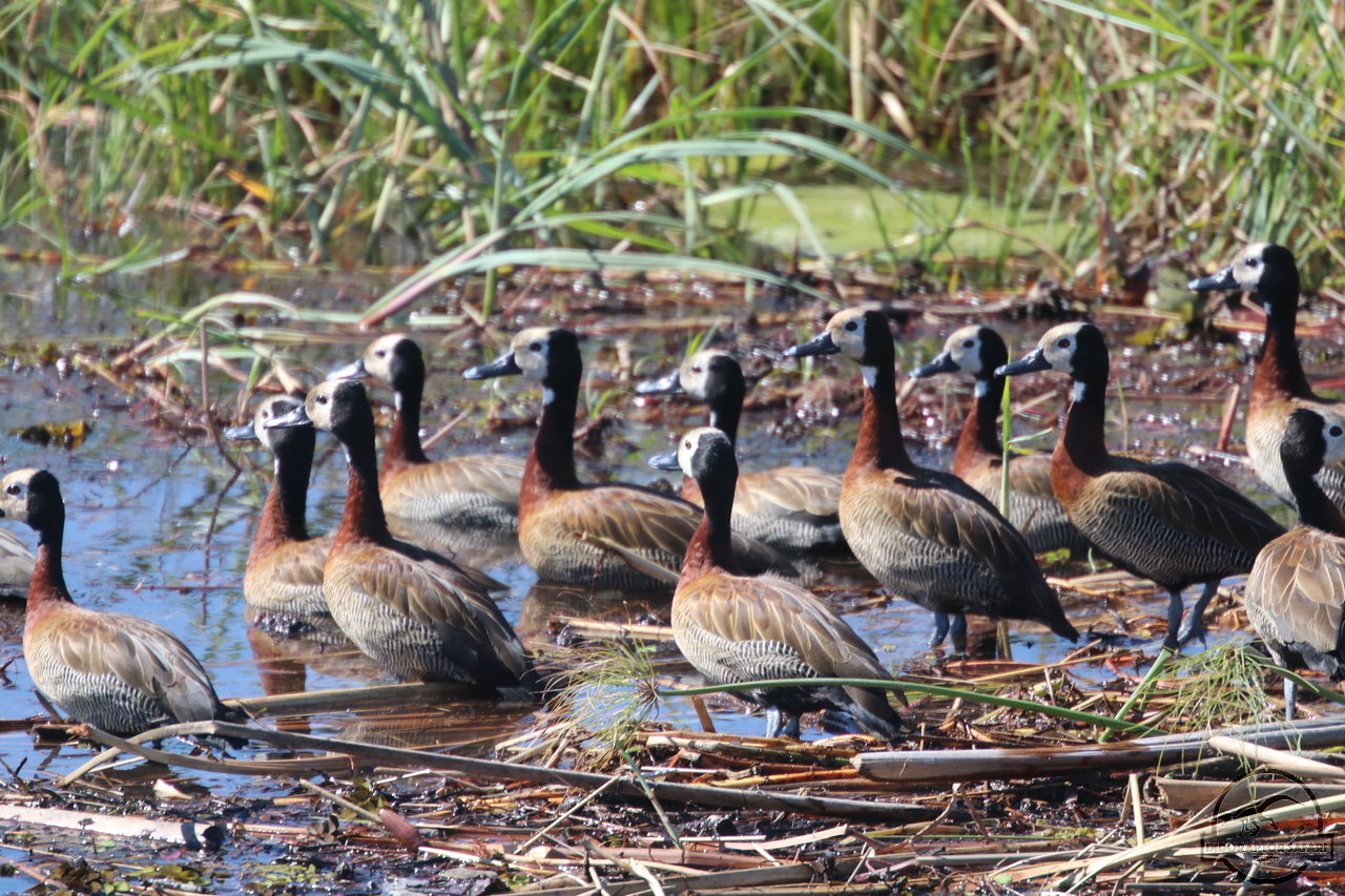 [468] 2019_06_21_12_54_07_Africa_Canon_EOS_77D_IMG_0714_00075.jpg