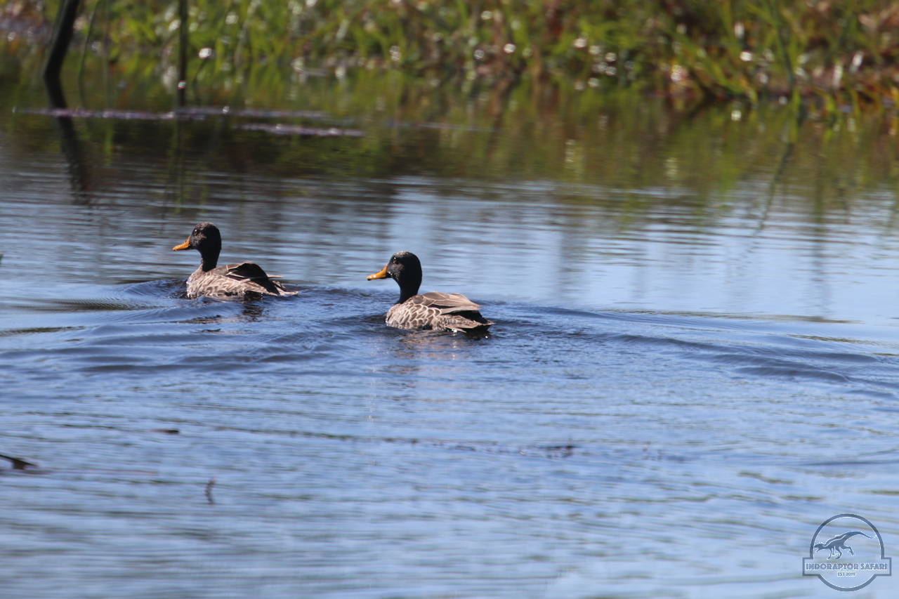 [472] 2019_06_21_14_29_43_Africa_Canon_EOS_77D_IMG_0741_00168.jpg