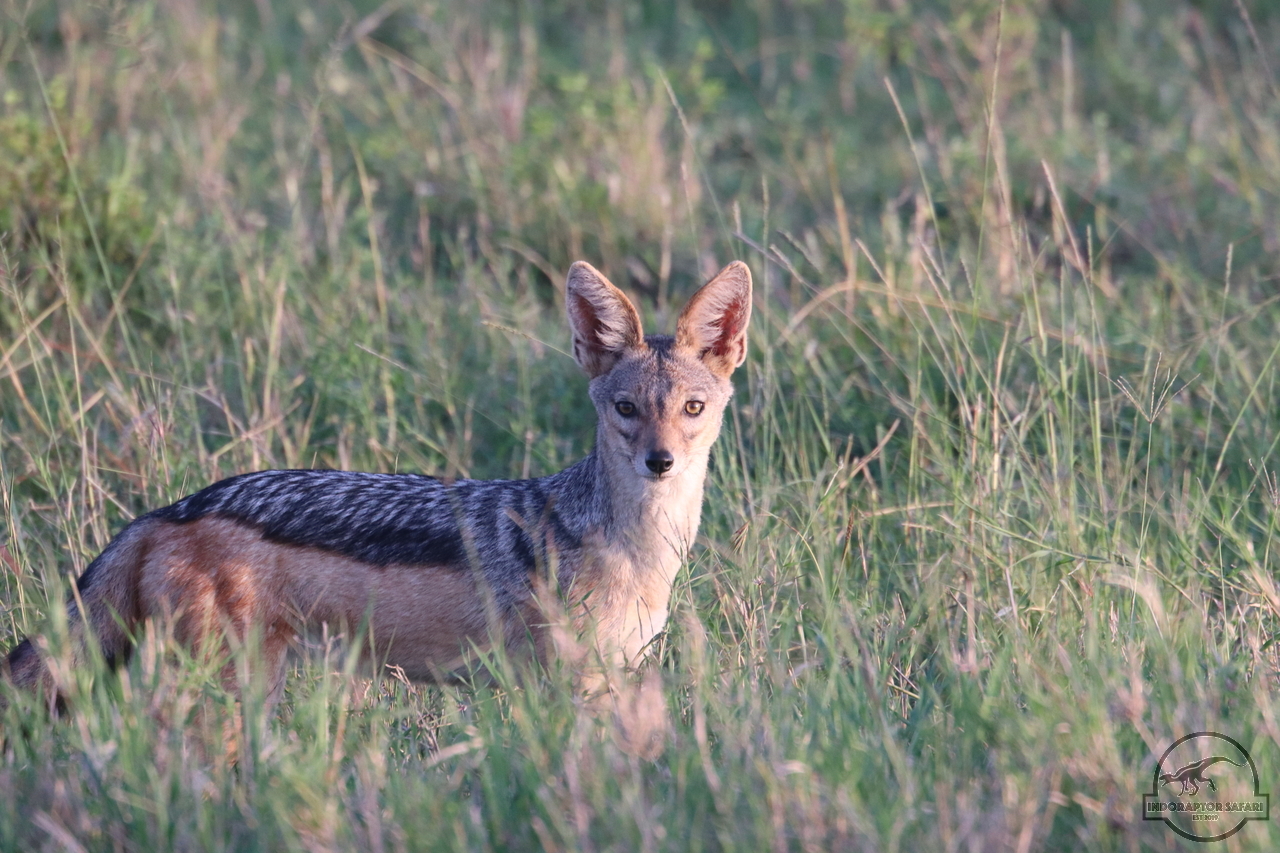 [480] 2019_07_01_06_13_20_Africa_Canon_EOS_77D_IMG_2207_00174.jpg