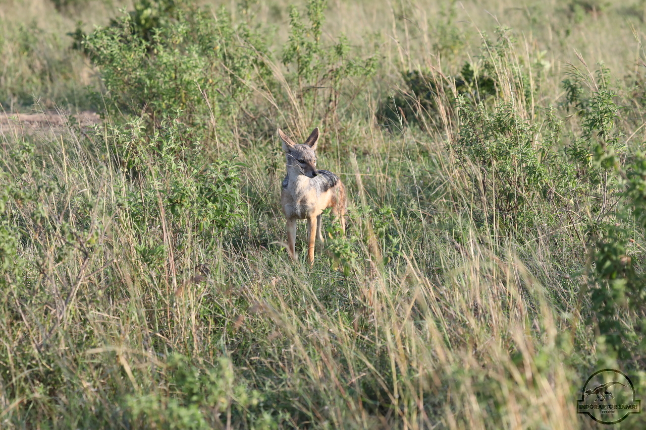 [484] 2019_07_01_11_28_42_Africa_Canon_EOS_5D_Mark_IV_IMG_0010265_00173.jpg