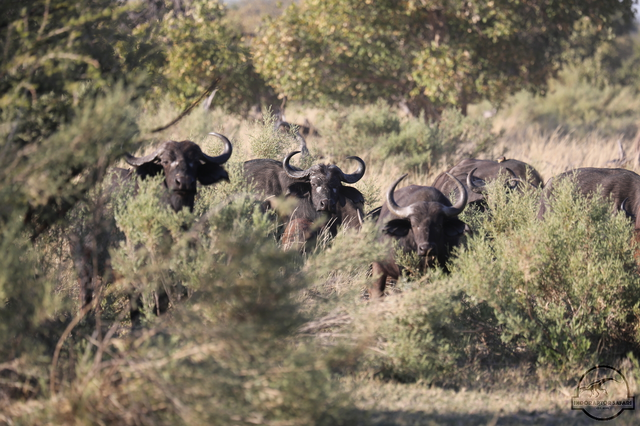 [485] 2019_06_20_13_10_30_Africa_Canon_EOS_5D_Mark_IV_IMG_0000951_00001.jpg