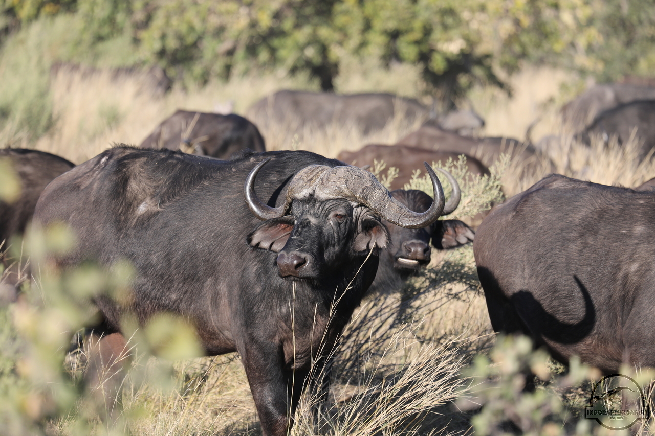 [488] 2019_06_20_13_20_34_Africa_Canon_EOS_5D_Mark_IV_IMG_0001038_00176.jpg