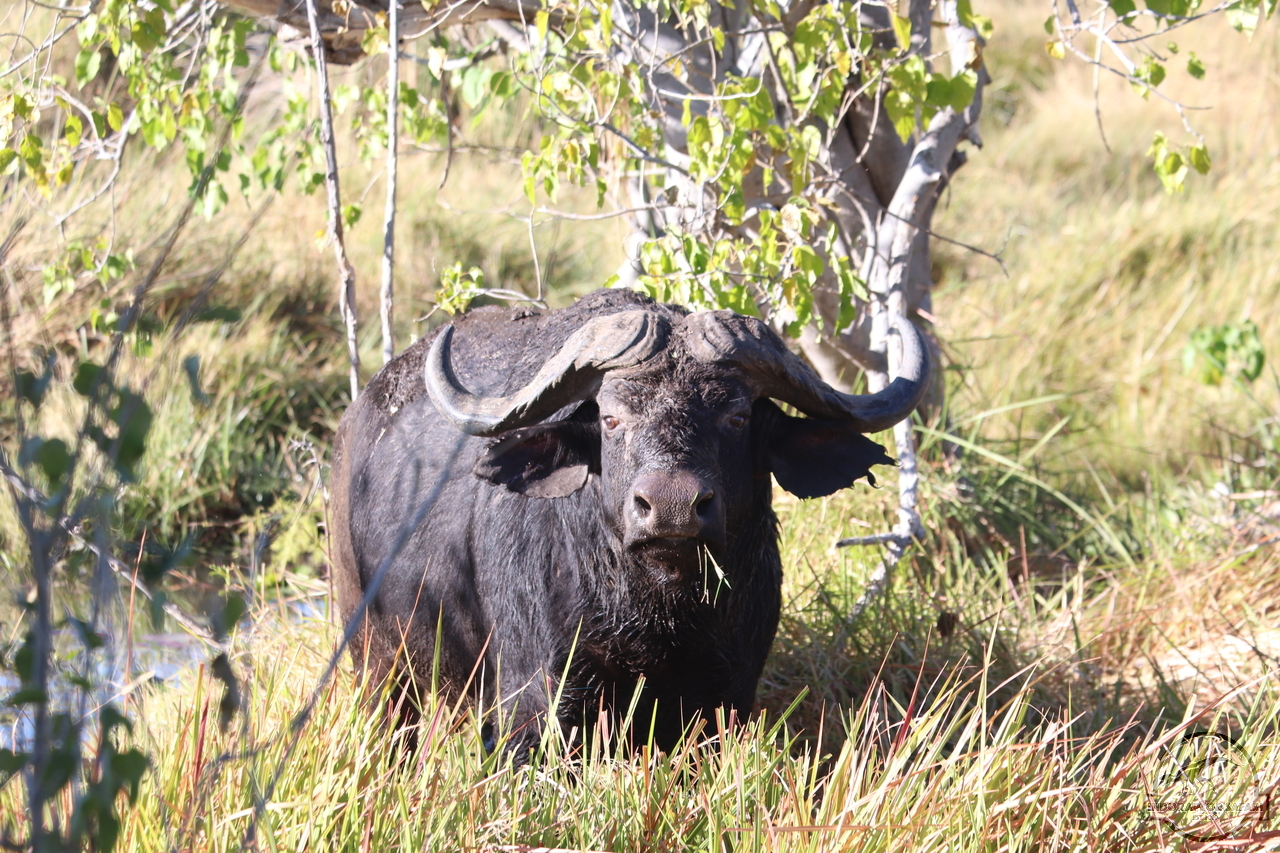 [489] 2019_06_23_08_47_13_Africa_Canon_EOS_77D_IMG_1142_00006.jpg