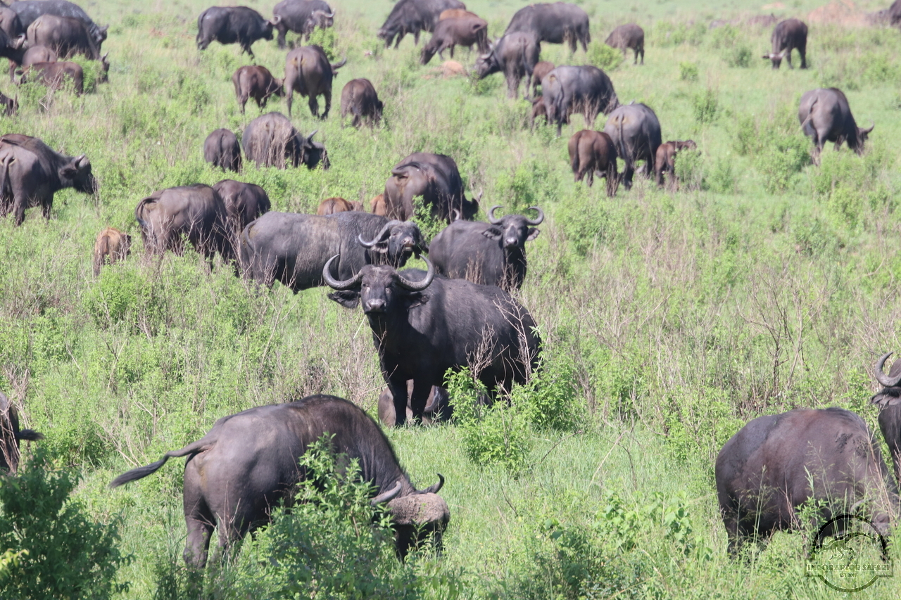 [492] 2019_07_01_09_58_34_Africa_Canon_EOS_77D_IMG_2578_00181.jpg