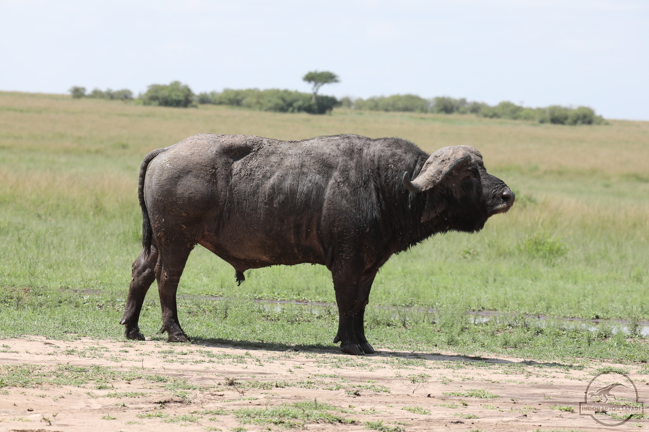 [494] 2019_07_01_16_42_58_Africa_Canon_EOS_5D_Mark_IV_IMG_0011482_00177.jpg