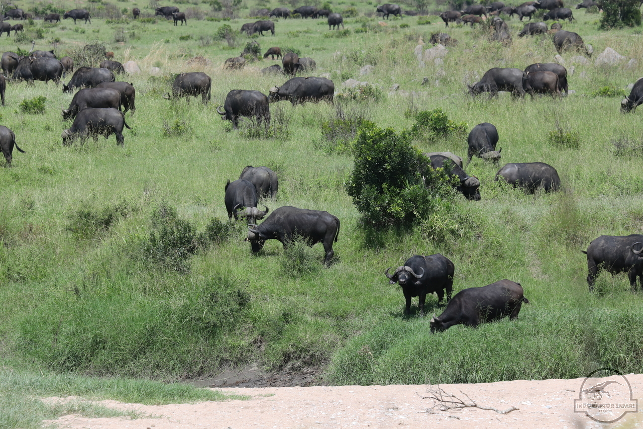 [496] 2019_07_03_16_22_00_Africa_Canon_EOS_5D_Mark_IV_IMG_0013969_00178.jpg