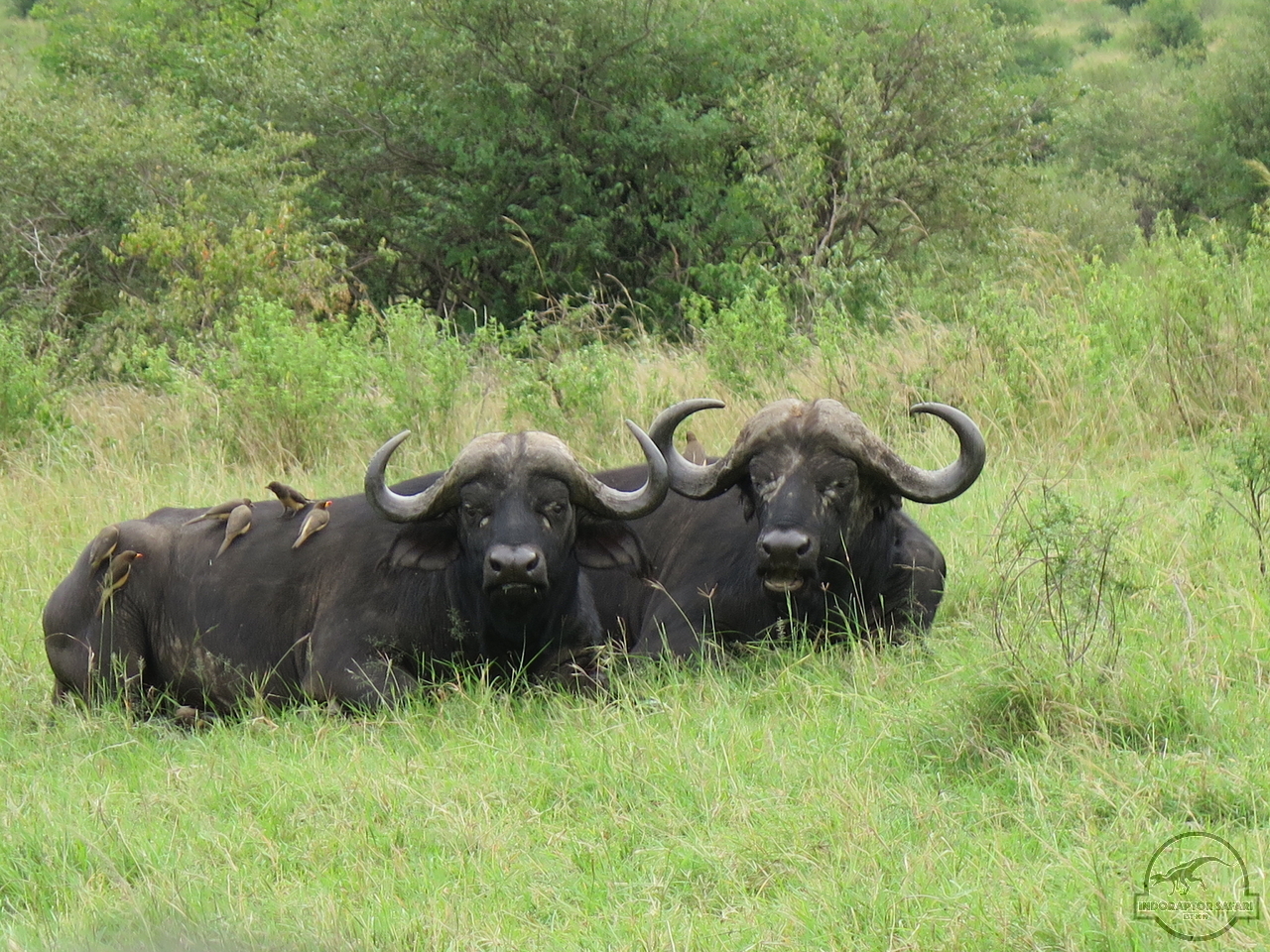 [498] 2019_07_04_03_19_32_Africa_Canon_PowerShot_G16_IMG_0061_00179.jpg