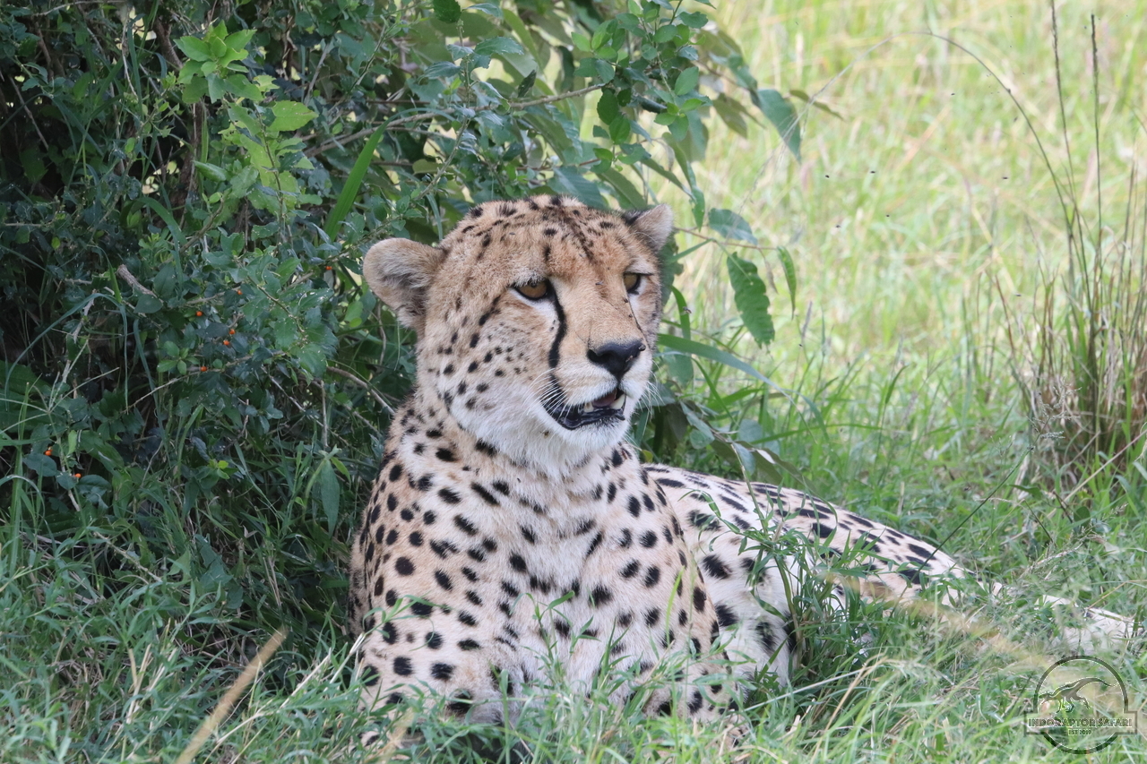 [511] 2019_07_02_12_02_46_Africa_Canon_EOS_77D_IMG_3185_00012.jpg