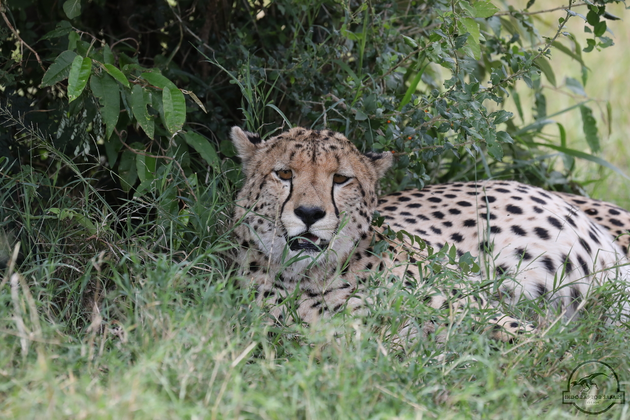 [513] 2019_07_02_16_51_37_Africa_Canon_EOS_5D_Mark_IV_IMG_0012632_00006.jpg