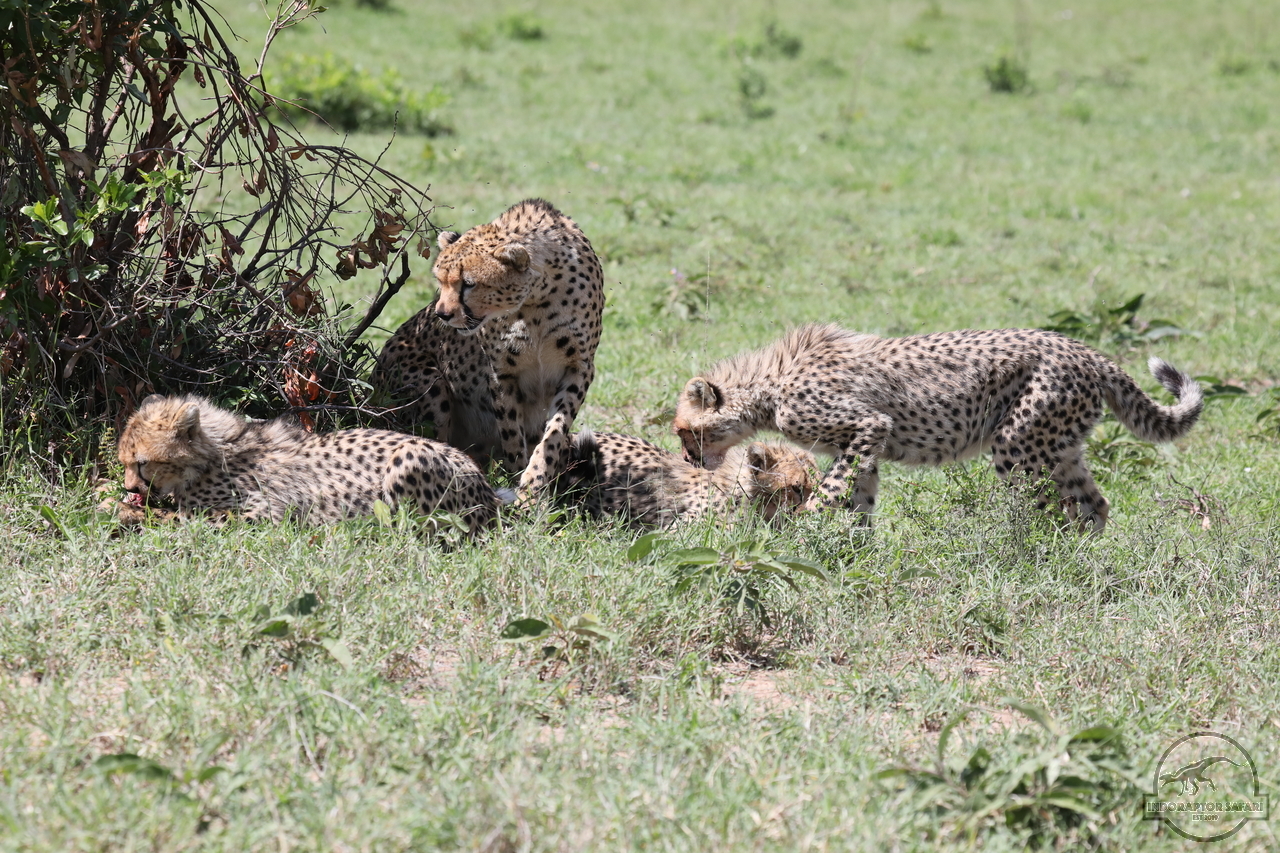 [519] 2019_07_03_15_25_33_Africa_Canon_EOS_5D_Mark_IV_IMG_0013409_00008.jpg