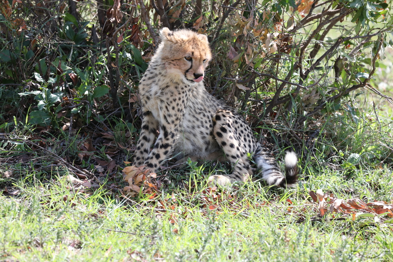 [521] 2019_07_03_15_31_40_Africa_Canon_EOS_5D_Mark_IV_IMG_0013600_00009.jpg