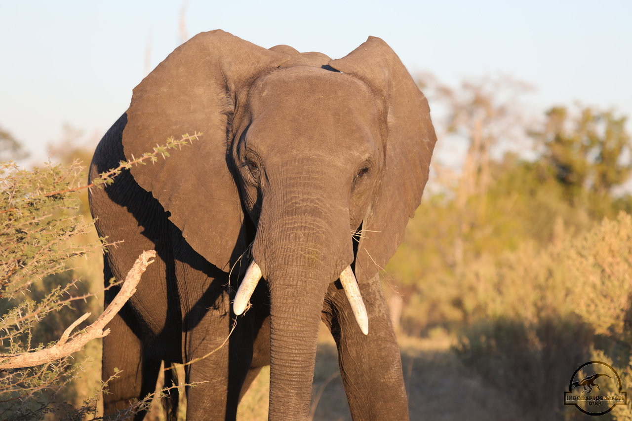 [529] 2019_06_19_22_33_05_Africa_Canon_EOS_5D_Mark_IV_IMG_0000388_00001.jpg