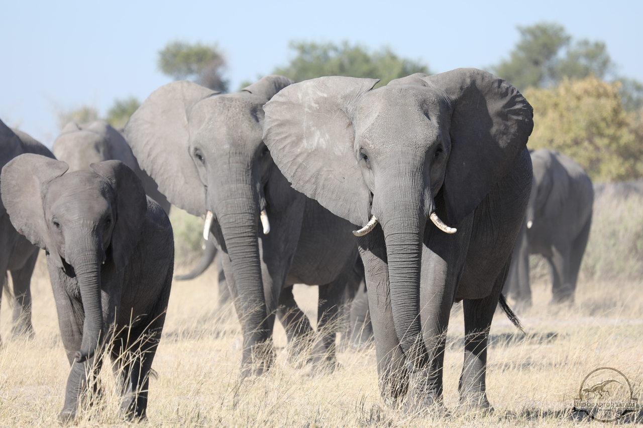 [538] 2019_06_20_14_44_23_Africa_Canon_EOS_5D_Mark_IV_IMG_0001075_00198.jpg