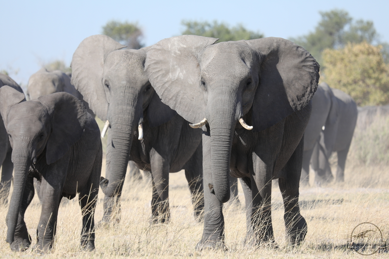 [540] 2019_06_20_14_44_23_Africa_Canon_EOS_5D_Mark_IV_IMG_0001077_00199.jpg