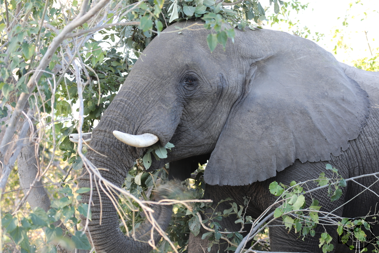 [563] 2019_06_21_22_00_11_Africa_Canon_EOS_5D_Mark_IV_IMG_0004351_00016.jpg