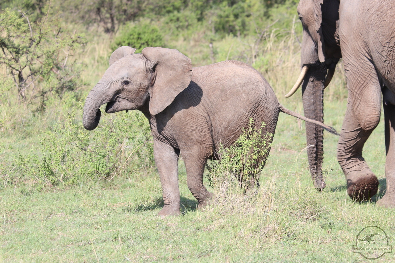 [571] 2019_06_30_08_38_06_Africa_Canon_EOS_77D_IMG_1943_00028.jpg