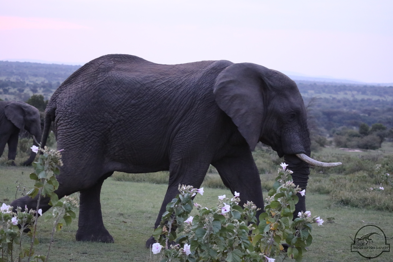 [575] 2019_06_30_22_50_55_Africa_Canon_EOS_5D_Mark_IV_IMG_0009813_00019.jpg